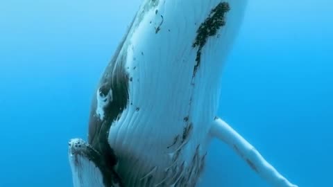 A humpback whale and her calf captured on video by Paul Nicklen.