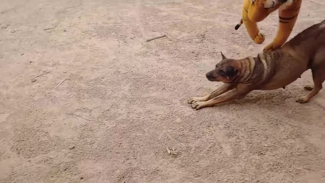 Fake tiger scaring dog