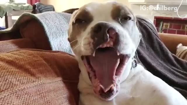 White dog howling sitting on sofa howling at camera