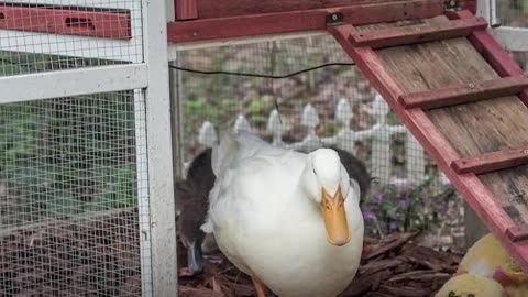 Rescue Duck Loves His Stuffed Duck | The Dodo
