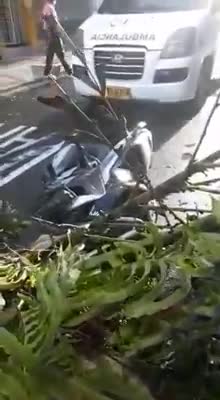 Video: Árbol cayó sobre un motociclista en el centro de Bucaramanga