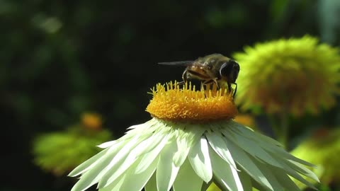 "Buzzing Bliss: A Symphony of Bees and Serenity"