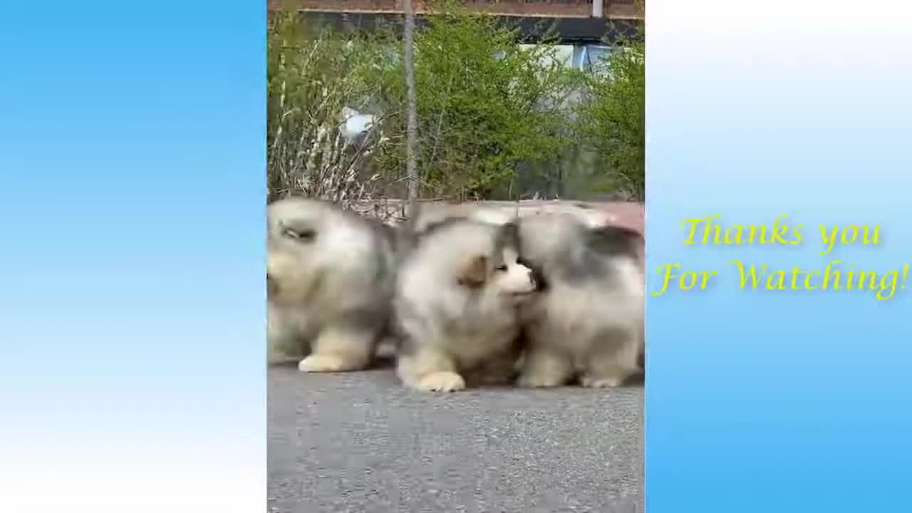 Animals funny simpossible not to laughπππ