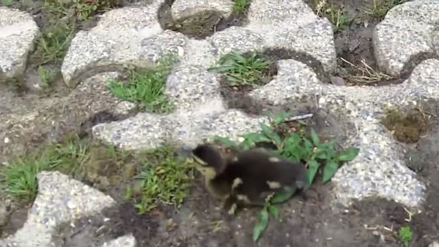 Save the duckling that fell into the well，finally succeeded