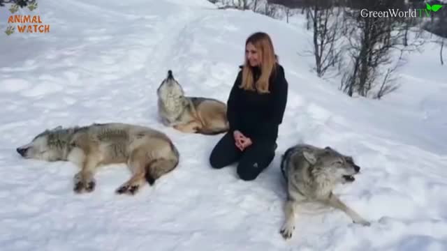 I HOWL WITH NORWEGIAN WOLVES - WOLF HOWL