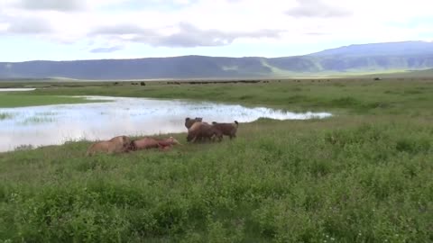 «Hyenas and lioness share food»