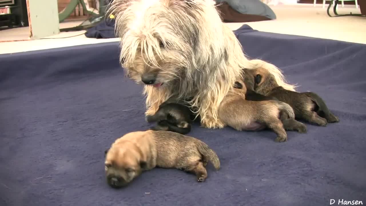 Cairn Terrier's 3 Week Old Puppies