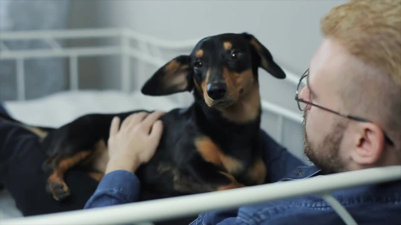 Young cheerful stylish man playing with the dog dachshund on the bed. Man and dog having fun