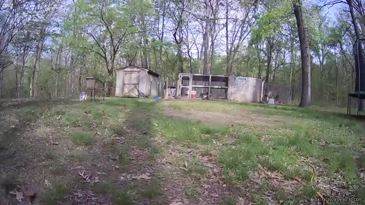 Goats 0418 24 b