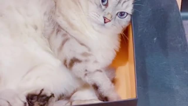 Cat in a box questions😂😂