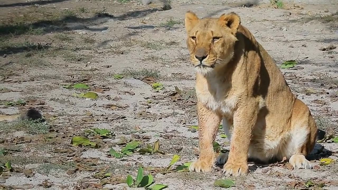 LION 1