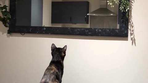 Curious Kitten Crashes Into Mirror