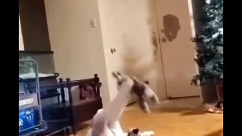 Pets laughed up crying funny cats and dogs 2020