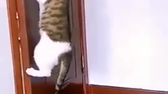 🐈🐈🐈🐈🐈🐈🐈🐈🐈