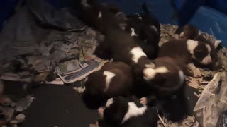 TERRA BYTE's puppies, 15 days old, after feeding