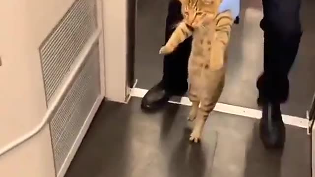 Walking him like a 2 yr old/Cat in Aeroplan😅🤣