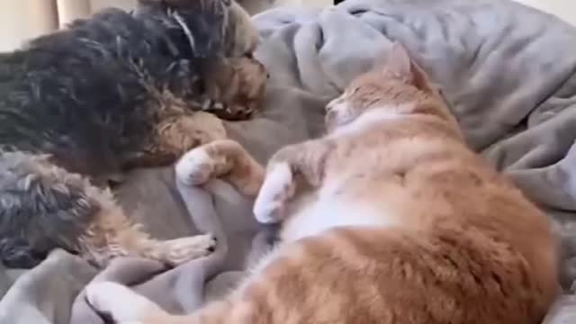 Cute and Funny Cat vs Dogs Videos Compilation