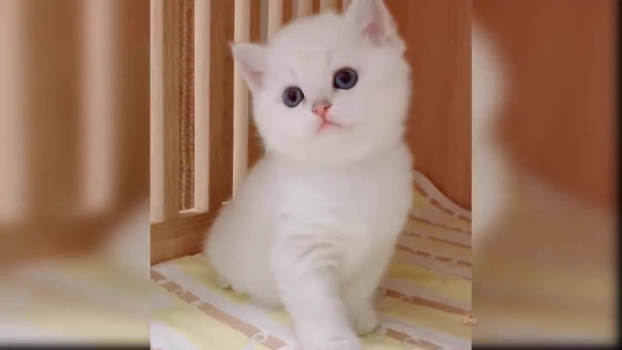 Baby Cats - Cute and Funny Cat Videos Compilation #15