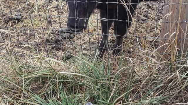 Puppy and Bison