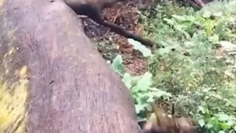 Outdoor fun