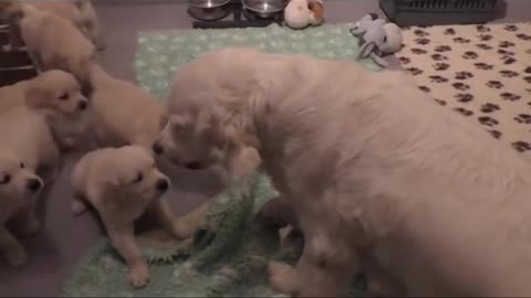 Labrador dog mom teaches puppies to be calm