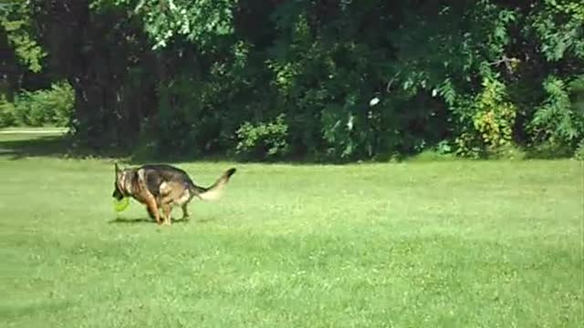 German Shepard Loves Frisbee