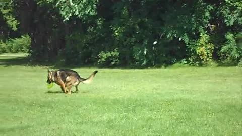 German Shepard Loves Frisbee