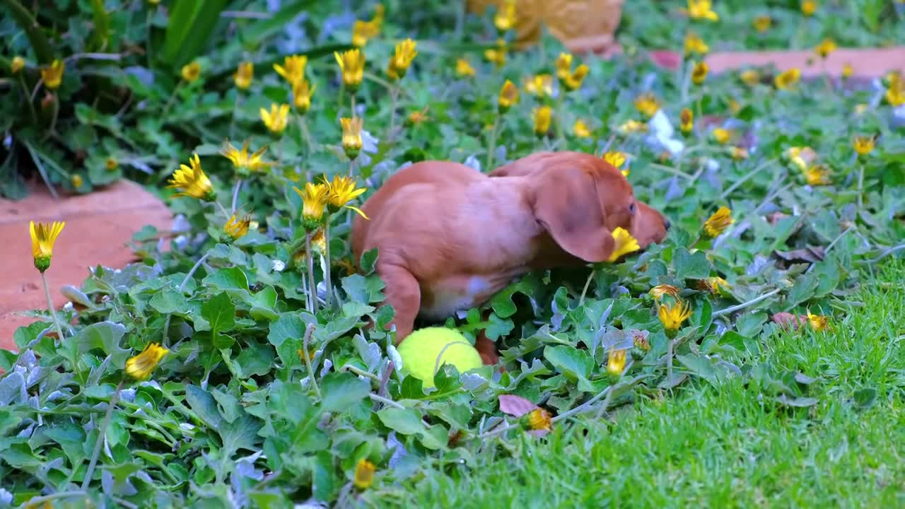 little dog playing football