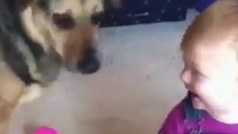 dog playing with bubbles.