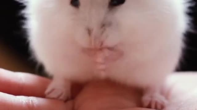 Cute Hamster Funny Video