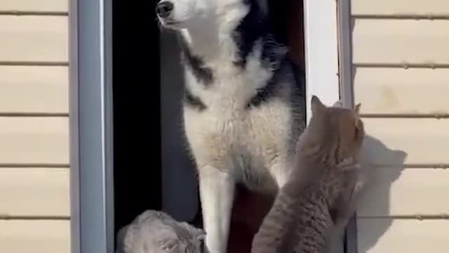 no surprise # funny video