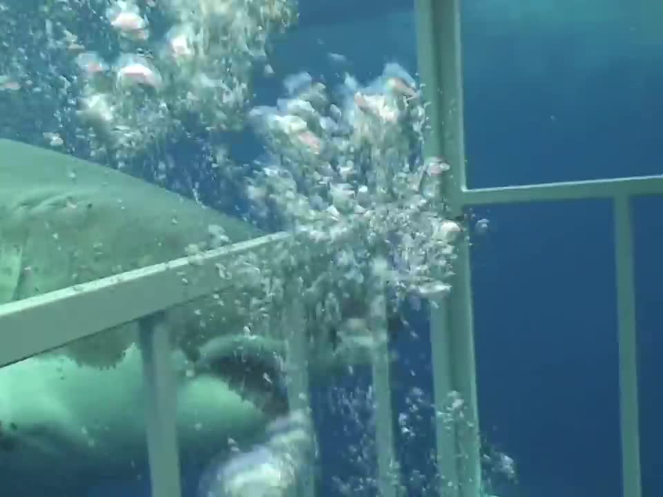 Great White Shark chomping on cage