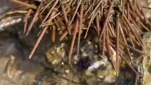 Top Seafood viral fish fishing Amazing fish video ,fishing video Tik Tok 2021