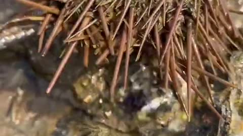 Top Seafood viral fish fishing Amazing fish video ,fishing video Tik Tok 2021