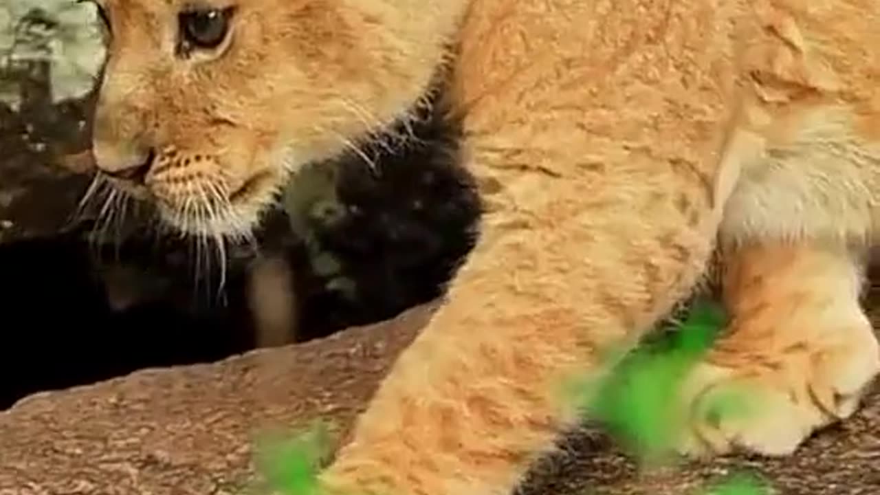 Beautiful Look Lion Cubs Frolic Cute Lion Cub Love in her eyes #lion #lioncub #viral