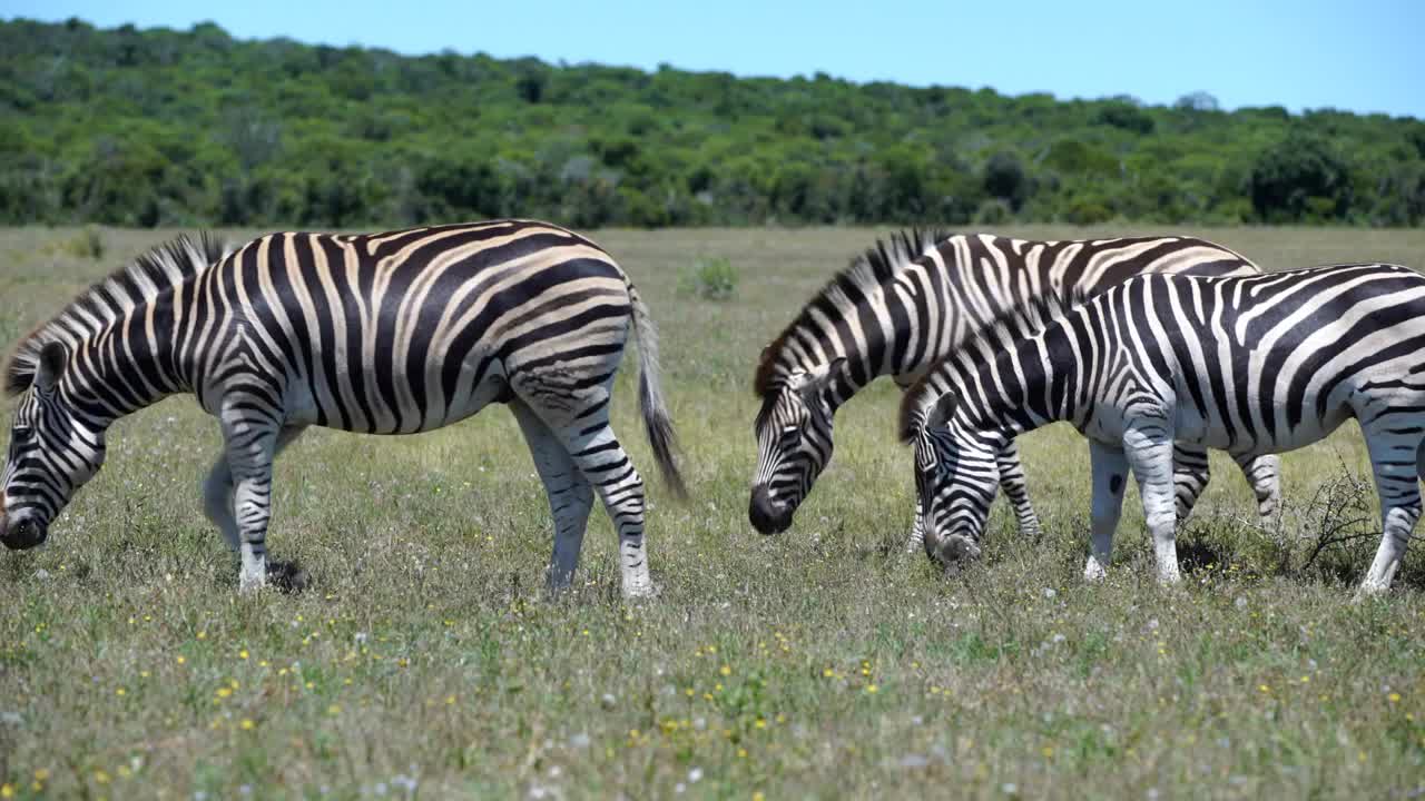 Group zebras in Addo Elephant National Park South Africa