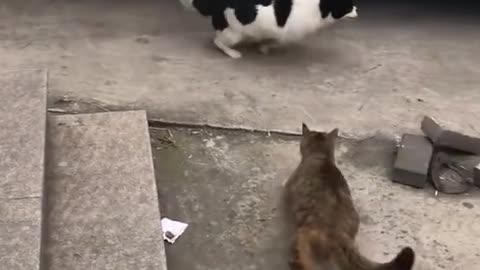 Cute kittens Baby Cats Cute and Funny Cat Videos Compilation