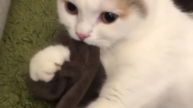 Poor creature taken to soon from its mama😢