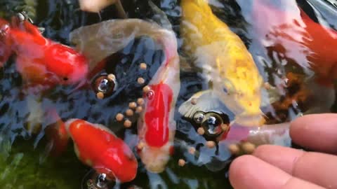 Feeding Koi Fish With Processed Fish Foods