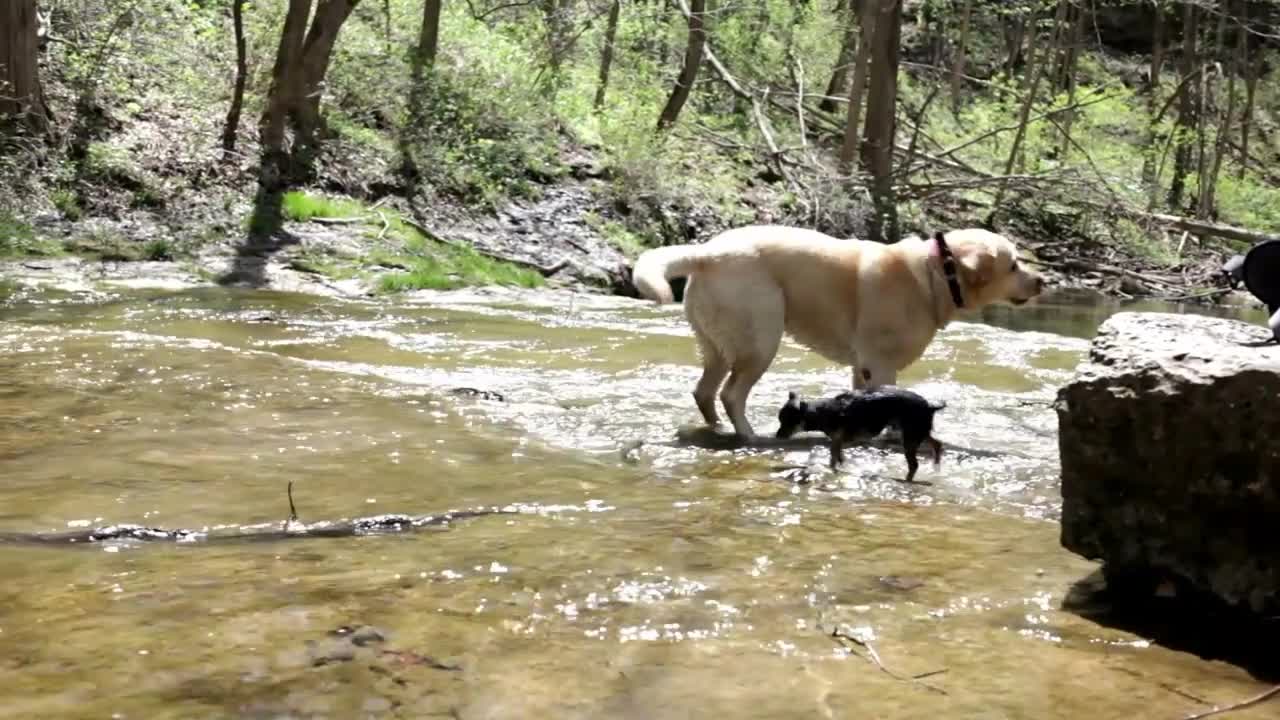 Dogs running through water