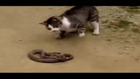 funny cats animals cat vs snake funny videos