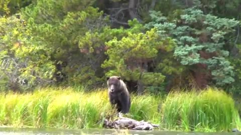 Grizzly Bear Wildlife Photography The Momma Bear Charged us!