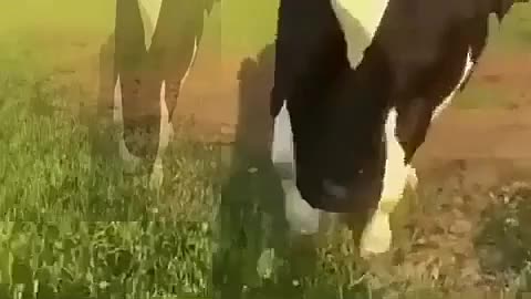 Happy life of cow