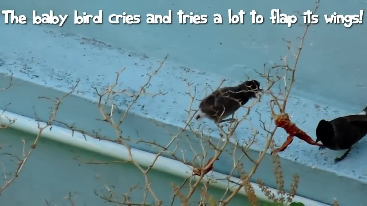 A bird story fight and flight