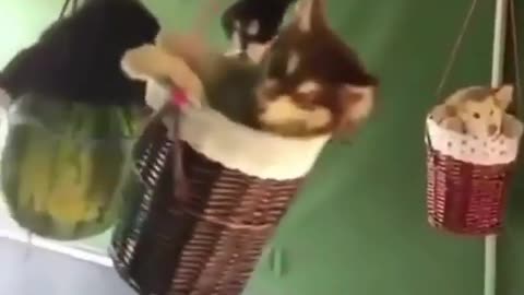 A dog playing on a swing.