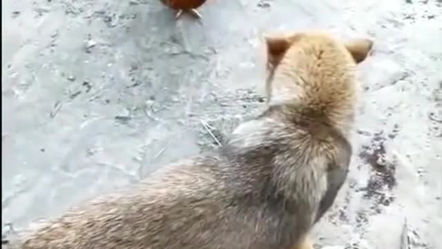 Chicken VS Dog Funny Fight_02