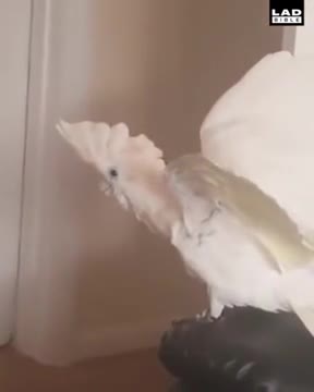 Lou is at https://rumble.com/user/Lousavesamerica