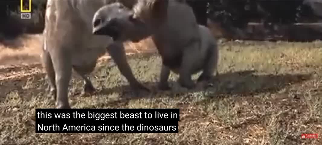 Animal Danger