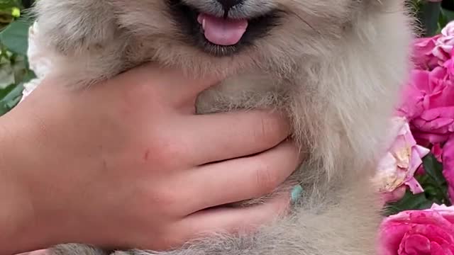 Close-Up View of a Cute Puppy