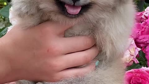 Close-Up View of a Cute Puppy